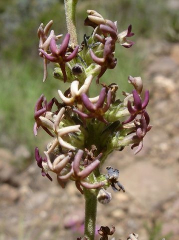 Manulea crassifolia subsp. thodeana flowers
